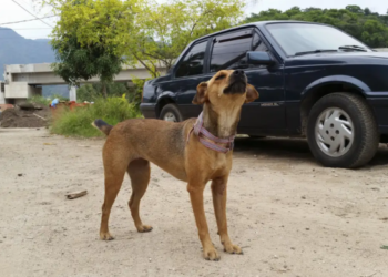 Governo de SP endurece punições para maus-tratos a animais e multas podem chegar a R$ 50 mil