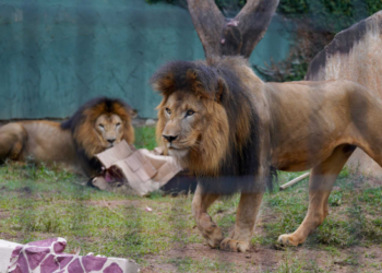 Zoológico de Guarulhos comemora aniversário de seis anos do leão Kalipha – FESTA NA FLORESTA