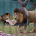 Zoológico de Guarulhos comemora aniversário de seis anos do leão Kalipha – FESTA NA FLORESTA