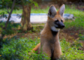 Zoológico de Guarulhos comemora seis anos da loba-guará Glória com atividade especial nesta sexta-feira, 26/06 – CONSERVAÇÃO E PRESERVAÇÃO DA FAUNA BRASILEIRA