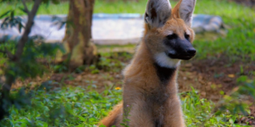 Zoológico de Guarulhos comemora seis anos da loba-guará Glória com atividade especial nesta sexta-feira, 26/06 – CONSERVAÇÃO E PRESERVAÇÃO DA FAUNA BRASILEIRA
