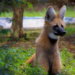 Zoológico de Guarulhos comemora seis anos da loba-guará Glória com atividade especial nesta sexta-feira, 26/06 – CONSERVAÇÃO E PRESERVAÇÃO DA FAUNA BRASILEIRA