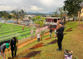 Vila Nova Bonsucesso em Guarulhos ganha mais 50 mudas de árvores nativas da Mata Atlântica – MEIO AMBIENTE