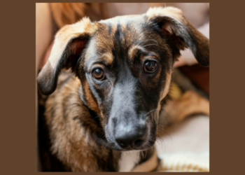 Prefeitura de Guarulhos leva feira de adoção de cães e gatos ao Lavras neste sábado, 27/06 – ADOÇÃO RESPONSÁVEL E AMOR ANIMAL