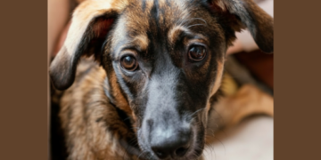 Prefeitura de Guarulhos leva feira de adoção de cães e gatos ao Lavras neste sábado, 27/06 – ADOÇÃO RESPONSÁVEL E AMOR ANIMAL
