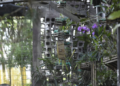 Orquidário Municipal de Guarulhos realiza nova edição do curso SOS Orquídeas nesta quarta-feira, 08/07 – EDUCAÇÃO AMBIENTAL – INSCRIÇÕES ABERTAS