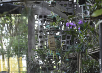 Orquidário Municipal de Guarulhos realiza nova edição do curso SOS Orquídeas nesta quarta-feira, 08/07 – EDUCAÇÃO AMBIENTAL – INSCRIÇÕES ABERTAS