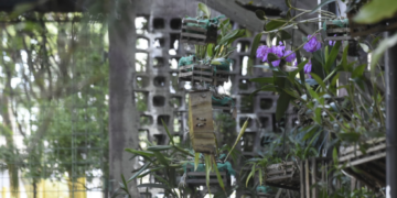 Orquidário Municipal de Guarulhos realiza nova edição do curso SOS Orquídeas nesta quarta-feira, 08/07 – EDUCAÇÃO AMBIENTAL – INSCRIÇÕES ABERTAS
