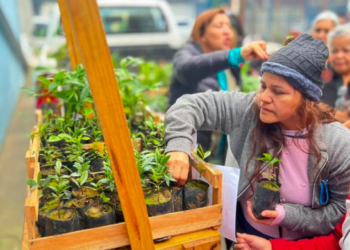Prefeitura de Guarulhos distribui 700 mudas de árvores durante evento de apoio ao imigrante – MEIO AMBIENTE