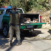 GCM de Guarulhos detém dois homens e apreende motosserras e pássaros silvestres em ações de combate a crimes ambientais – GUARULHOS FIRME CONTRA CRIME AMBIENTAL
