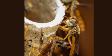 Prefeitura de Guarulhos realiza 3º Encontro sobre Abelhas Nativas, em parceria com o Sesc Guarulhos – SUSTENTABILIDADE E NATUREZA EM FOCO – INSCRIÇÕES ABERTAS