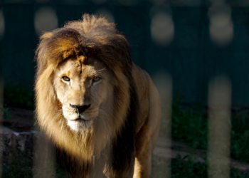 Zoológico da Prefeitura de Guarulhos abre inscrições para processo seletivo de estagiários – OPORTUNIDADE PARA A SUA CARREIRA