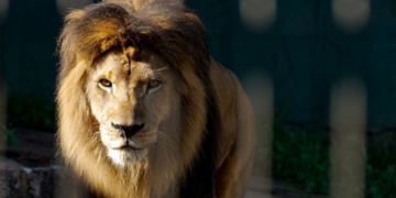 Zoológico da Prefeitura de Guarulhos abre inscrições para processo seletivo de estagiários – OPORTUNIDADE PARA A SUA CARREIRA