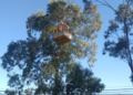 Prefeitura de Guarulhos remove árvores de grande porte que apresentam risco de queda – ZELADORIA URBANA