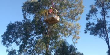 Prefeitura de Guarulhos remove árvores de grande porte que apresentam risco de queda – ZELADORIA URBANA