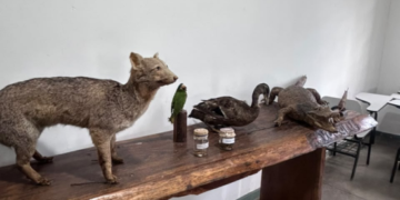 Zoológico de Guarulhos realiza bate-papo sobre pequenas atitudes que ajudam a preservar o meio ambiente – EDUCAÇÃO E ORIENTAÇÃO AMBIENTAL