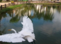 Sessão de observação de aves acontece neste sábado, 29/08, no Bosque Maia em Guarulhos – EDUCAÇÃO AMBIENTAL
