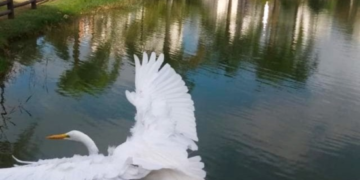 Sessão de observação de aves acontece neste sábado, 29/08, no Bosque Maia em Guarulhos – EDUCAÇÃO AMBIENTAL
