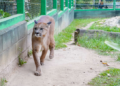 Circuito da sussuarana diverte e treina habilidades das crianças no Zoológico de Guarulhos – AINDA DÁ TEMPO DE PARTICIPAR – EDUCAÇÃO AMBIENTAL E DIVERSÃO