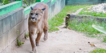 Circuito da sussuarana diverte e treina habilidades das crianças no Zoológico de Guarulhos – AINDA DÁ TEMPO DE PARTICIPAR – EDUCAÇÃO AMBIENTAL E DIVERSÃO