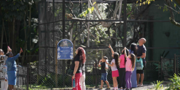 Zoológico de Guarulhos celebra o Dia da Árvore com circuito interativo e trilha sobre saúde mental – INSCREVA-SE NO LOCAL – CONSCIENTIZAÇÃO AMBIENTAL E BEM-ESTAR