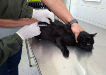 Vacinação antirrábica de cães e gatos ocorre nesta quinta-feira no CCZ de Guarulhos mediante agendamento