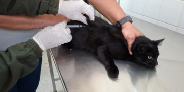 Vacinação antirrábica de cães e gatos ocorre nesta quinta-feira no CCZ de Guarulhos mediante agendamento