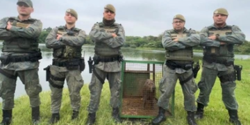GCM de Guarulhos resgata capivara em situação de risco na região central da cidade – PROTEÇÃO À FAUNA