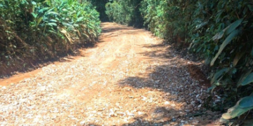Estrada dos Veigas recebe serviço de conservação da Prefeitura de Guarulhos – INFRAESTRUTURA URBANA