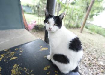 Semana da castração de pets tem inscrições abertas até 7/10 – CONTROLE DE ZOONOSES E PREVENÇÃO AO ABANDONO