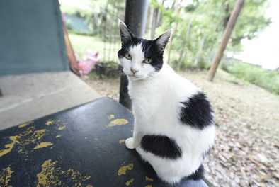 Semana da castração de pets em Guarulhos tem inscrições abertas até 7/10 – CONTROLE DE ZOONOSES E PREVENÇÃO AO ABANDONO