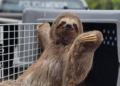 GCM de Guarulhos resgata bicho-preguiça e evita atropelamento na estrada Guarulhos-Nazaré – RESPEITO AO MEIO-AMBIENTE