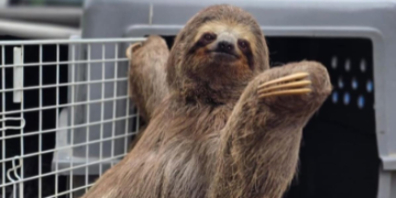 GCM de Guarulhos resgata bicho-preguiça e evita atropelamento na estrada Guarulhos-Nazaré – RESPEITO AO MEIO-AMBIENTE