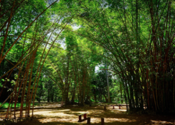 Instituto de Pesquisas Ambientais abre concurso público com 98 vagas para reforçar pesquisas ambientais no estado de SP – CARREIRA NA PESQUISA AMBIENTAL
