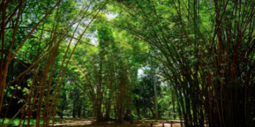 Instituto de Pesquisas Ambientais abre concurso público com 98 vagas para reforçar pesquisas ambientais no estado de SP – CARREIRA NA PESQUISA AMBIENTAL