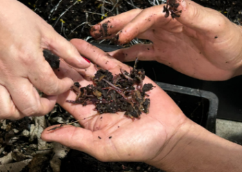 Trilha de observação de aves e curso de kokedama em Guarulhos encerram a agenda ambiental de outubro em 24/10 – MEIO-AMBIENTE