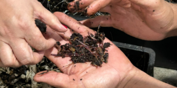 Trilha de observação de aves e curso de kokedama em Guarulhos encerram a agenda ambiental de outubro em 24/10 – MEIO-AMBIENTE