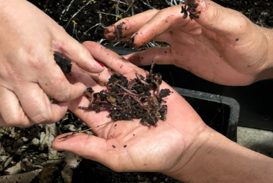 Trilha de observação de aves e curso de kokedama em Guarulhos encerram a agenda ambiental de outubro em 24/10 – MEIO-AMBIENTE