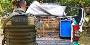 GCM resgata 19 aves silvestres em ações de proteção à fauna em Guarulhos – PROTEÇÃO AO MEIO AMBIENTE