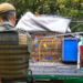 GCM resgata 19 aves silvestres em ações de proteção à fauna em Guarulhos – PROTEÇÃO AO MEIO AMBIENTE