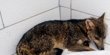GCM de Guarulhos resgata capivara e cachorro-do-mato em situações de risco na Vila Endres e no Pimentas – SEGURANÇA PÚBLICA EM PROL DO MEIO AMBIENTE