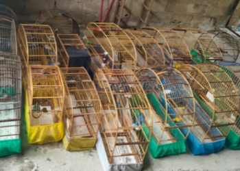 GCM de Guarulhos resgata 47 aves em cativeiro ilegal e outros dez animais silvestres – COMBATE A CRIMES AMBIENTAIS