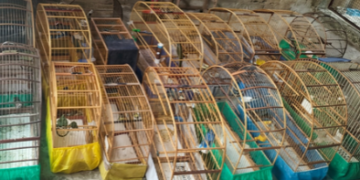 GCM de Guarulhos resgata 47 aves em cativeiro ilegal e outros dez animais silvestres – COMBATE A CRIMES AMBIENTAIS